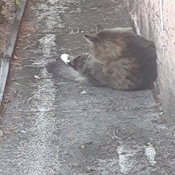 el Gato Does The Cleaning