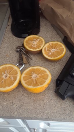 Backyard Oranges Already Here