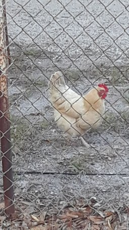 STEEM Chickens are Coming Home to Roost