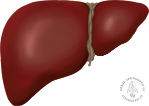 Liver