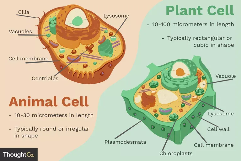 animal-cells-vs-plant-cells-373375_final-5b462d7fc9e77c00375014f1.webp