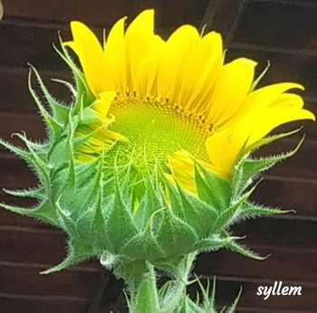 Historia de un girasol — Steemit