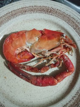 IMG_20220503_074116.jpg