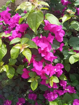 IMG_20220611_114956.jpg