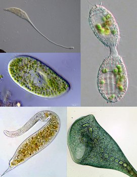 800px-Ciliate_collage.jpg