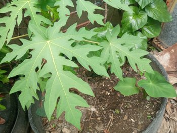 IMG_20250913_124700.jpg