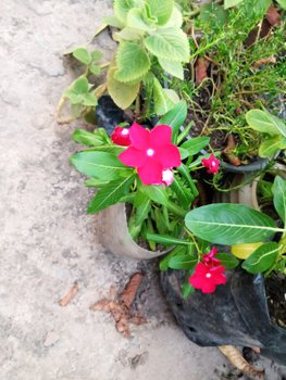 IMG_20250813_181800.jpg