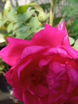IMG_20220626_132344.jpg