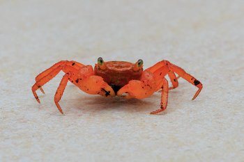 Lahad-Datu_Sabah_Mount-Silam-Red-Crab-Geosesarma-aurantium-02.jpg