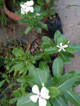 IMG_20250813_181806.jpg
