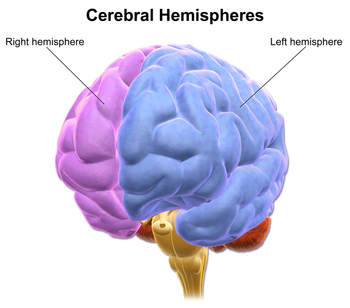 Cerebral Hemispheres.png