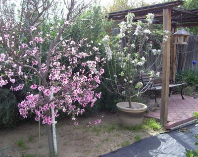 Peach & apple trees.jpg