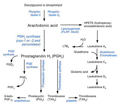 Eicosanoid_synthesis_svg.png