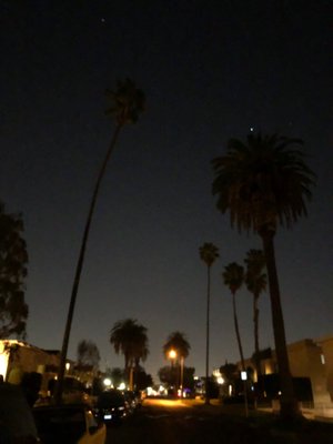 2018-02-08 palms.jpeg