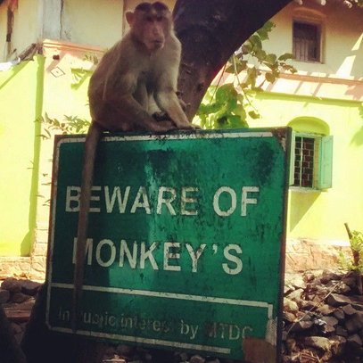 beware of monkeys.jpg