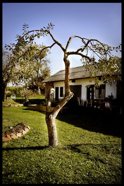 burton_tree.jpg