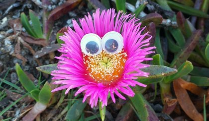 Flowers looking at me with Googlyeyes by @steemean