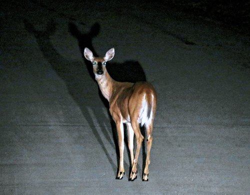 deerheadlights.jpg