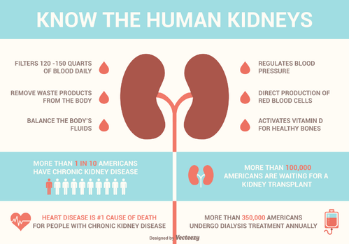 kidney.png