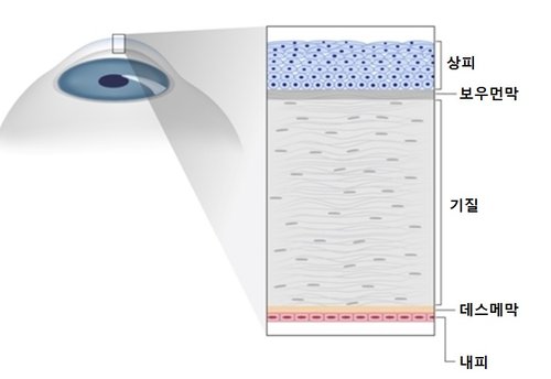각막구조.jpg