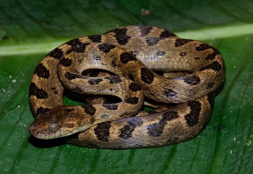 Leptodeira_annulata01a.jpeg