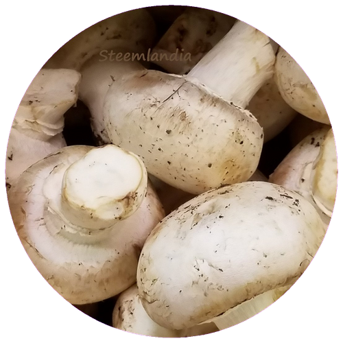 steemlandia2019march1st47mushrooms11ia.png