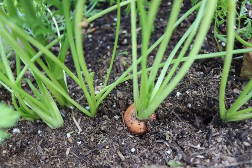 Planter Box August Update 12.JPG