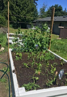 Planter Box August Update 5.JPG