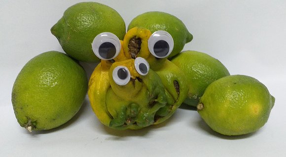 Aliens in my lemon Tree by @steemean