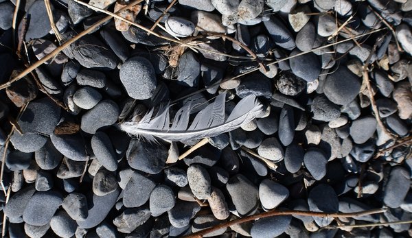 047 8-31 nikiski beach a feather floated in.jpg