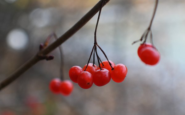 066 red berries 10-5 trail lake.jpg