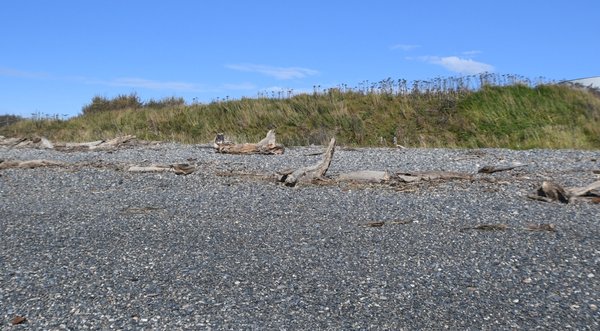 046 nikiski beach drift wood.jpg