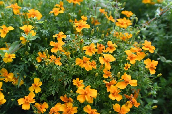 052 little orange flower batch.jpg