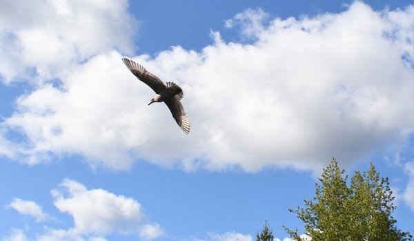 065 seagul flight 1.jpg