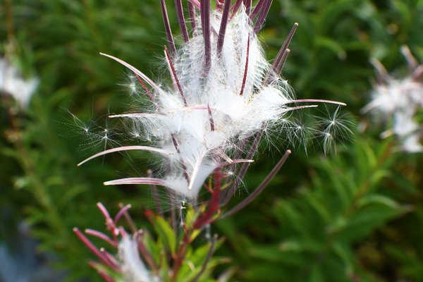 058 fireweed fuzz.jpg