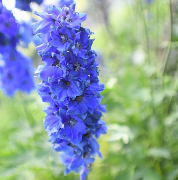 055 blue delphinium.jpg