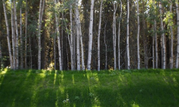 015 roadside birch.jpg