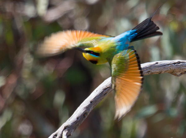 The Rainbow Bee Eater A Migrating Acrobat Steemit