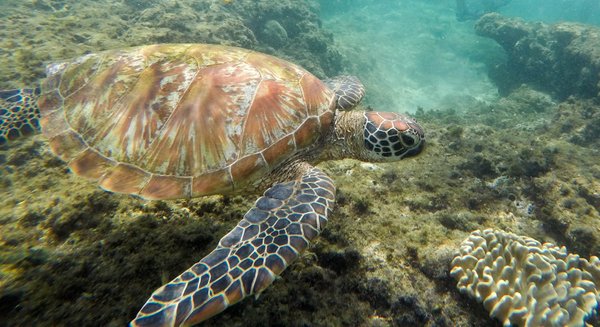 Swimming with sea turtles (Apo Island, Philippines)