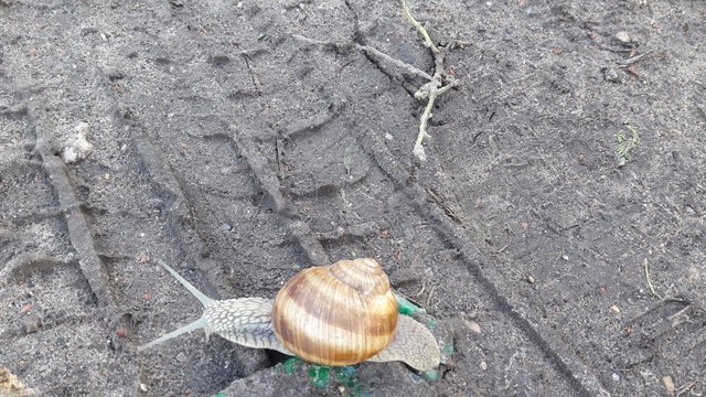 Crush Snail