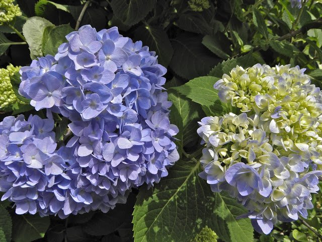 Chigusa Hydrangea Hydrangea Hydrangea Deep Purple 8 Rakuten