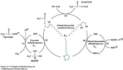 Image result for pyruvate dehydrogenase complex