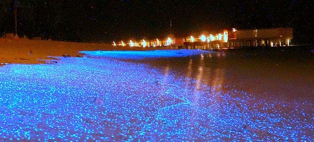 The Sea of Stars in the Maldives