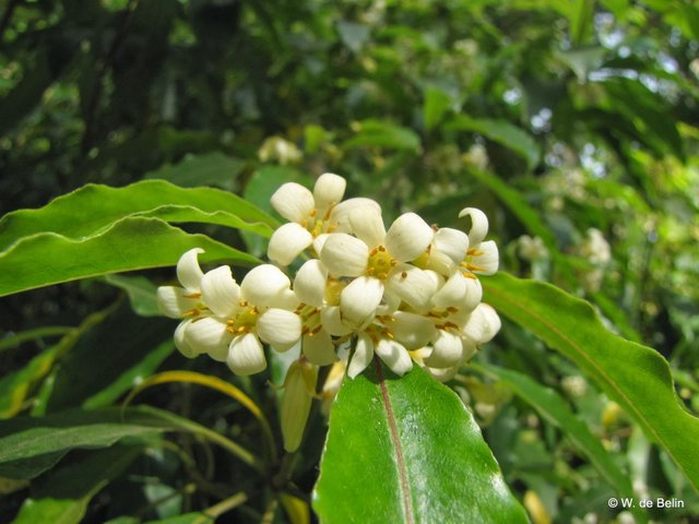 Alternative Eden Favourite Plant Of The Week Pittosporum Tobira