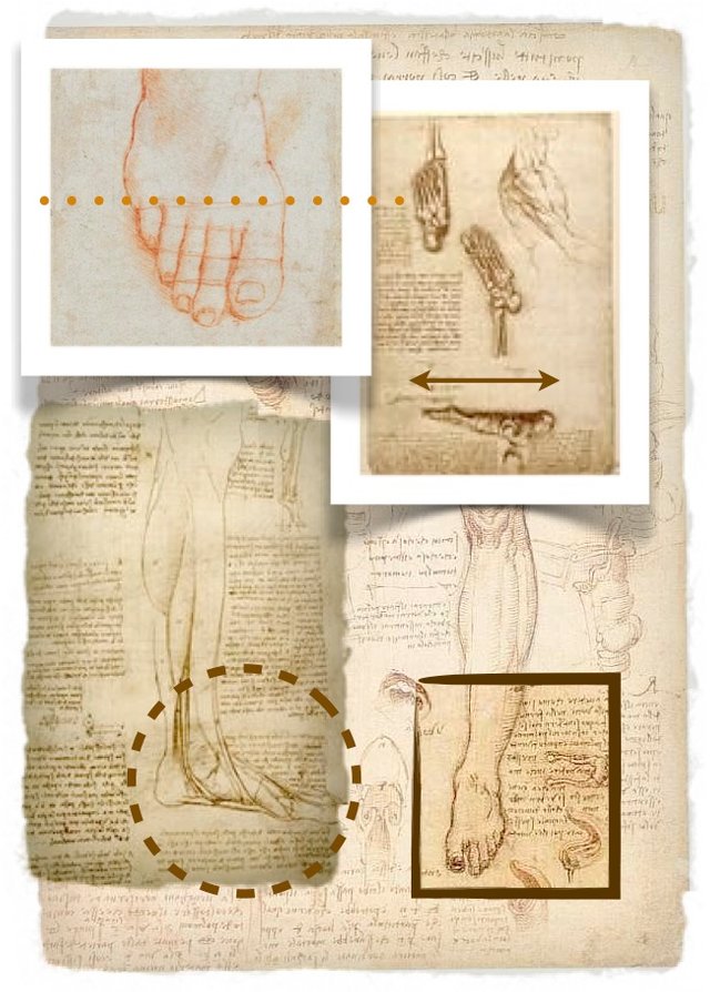Studi sul piede di Leonardo da Vinci