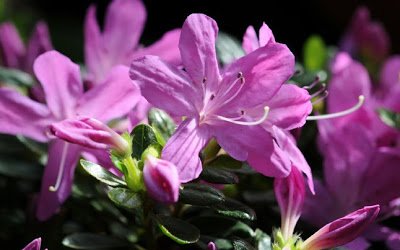 Rhododendron And Azalea Care And Culture Travaldo S Blog