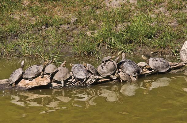 What Can You Feed Turtles in a Pond: Nutritious Choices Unveiled