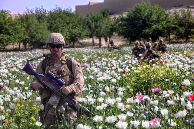 US Marines Guarding Poppy Fields in Afghanistan