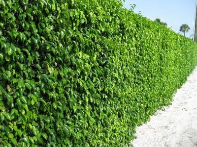 Faux Boxwood Hedge For Privacy Safety And Art Artificial