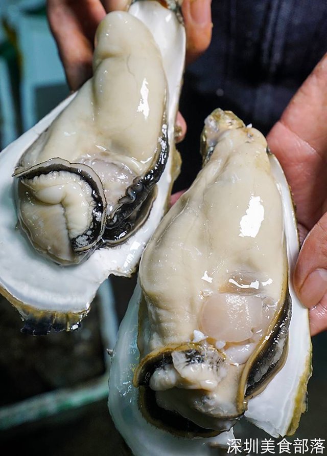 giant oyster